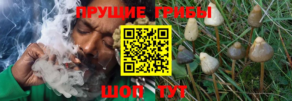 Галлюциногенные грибы Cubensis Нововоронеж